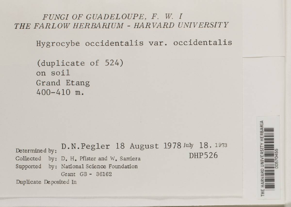 Hygrocybe occidentalis var. occidentalis image