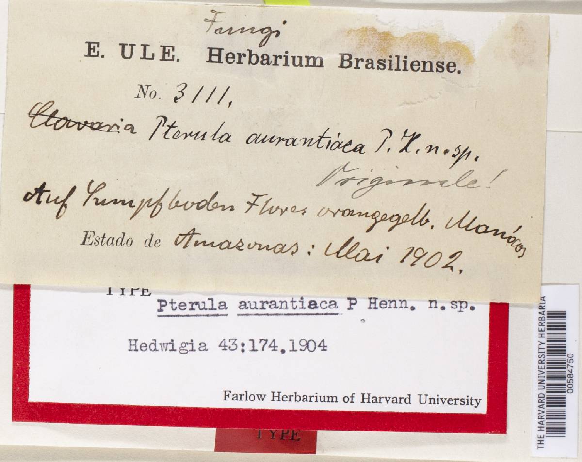 Pterula aurantiaca image
