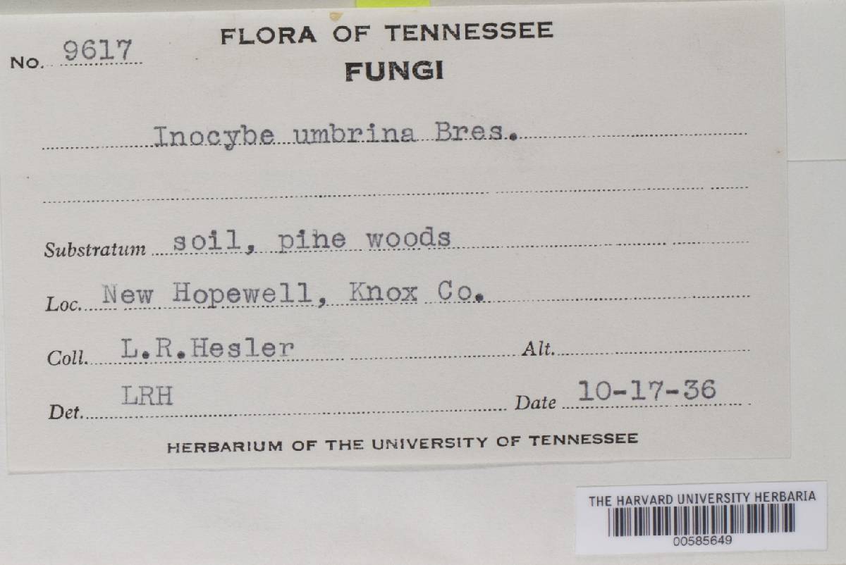Inocybe umbrina image
