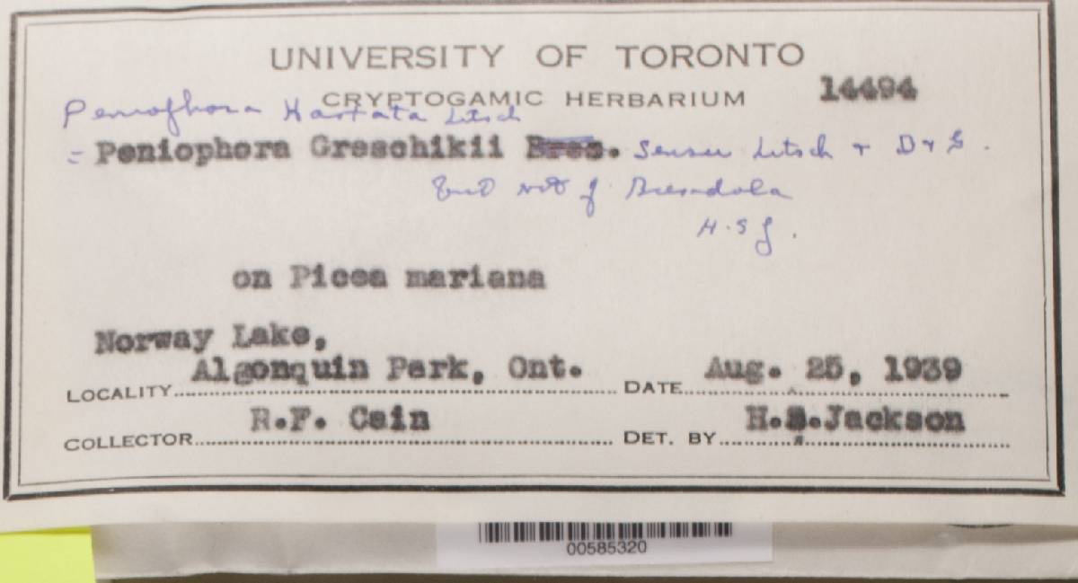 Hyphodontia hastata image