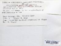 Entoloma abortivum image