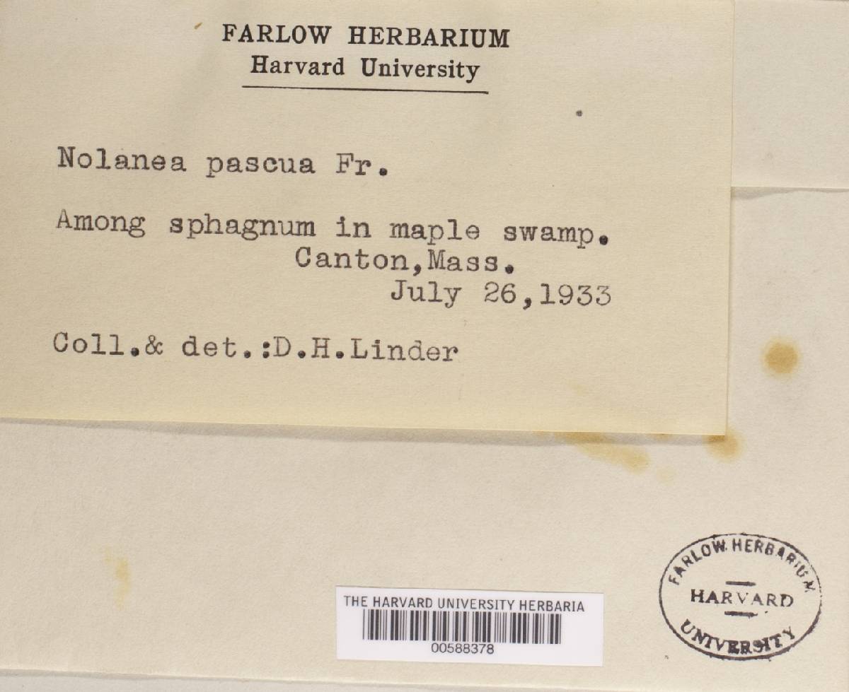 Entoloma pascuum image
