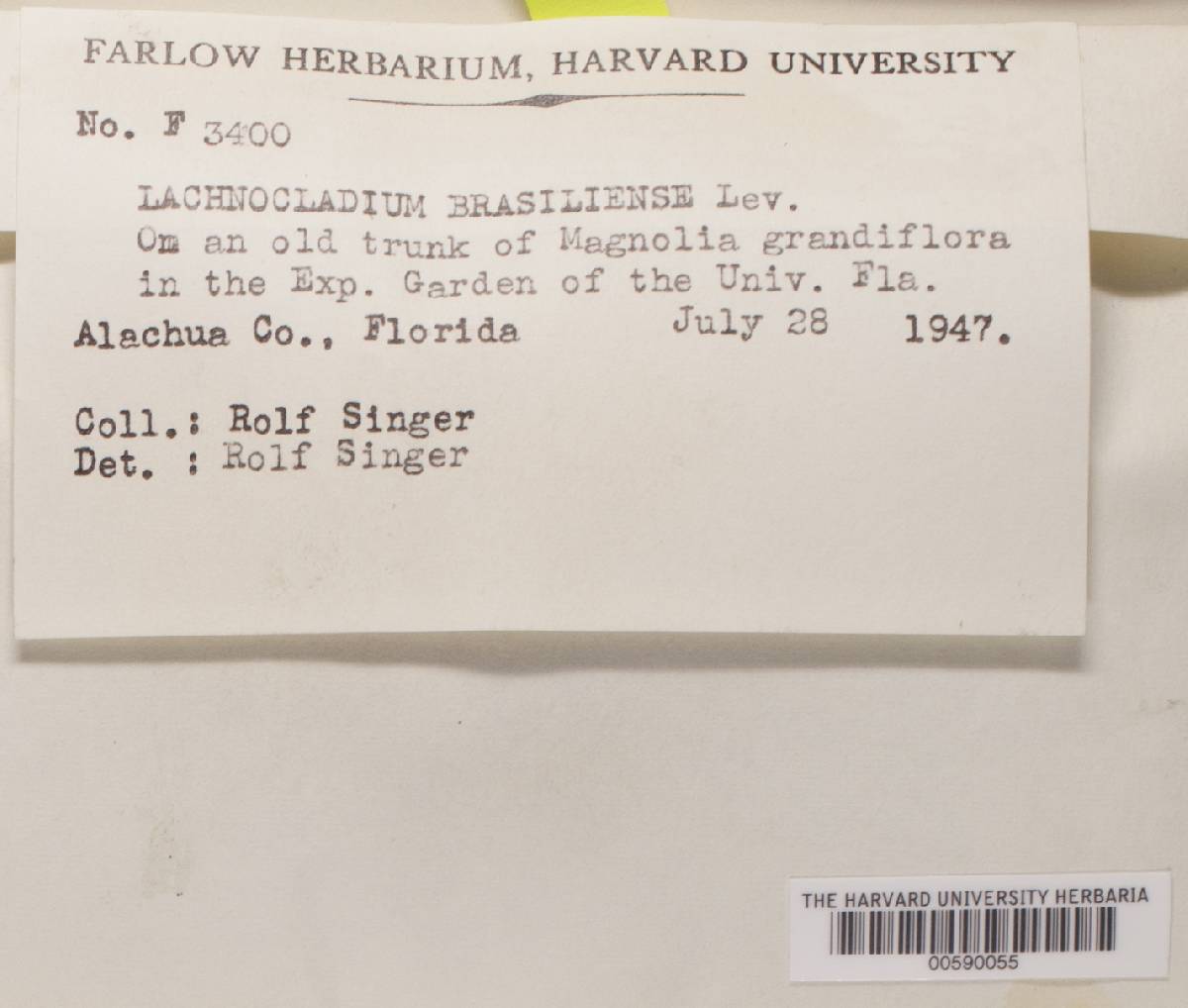 Lachnocladium brasiliense image
