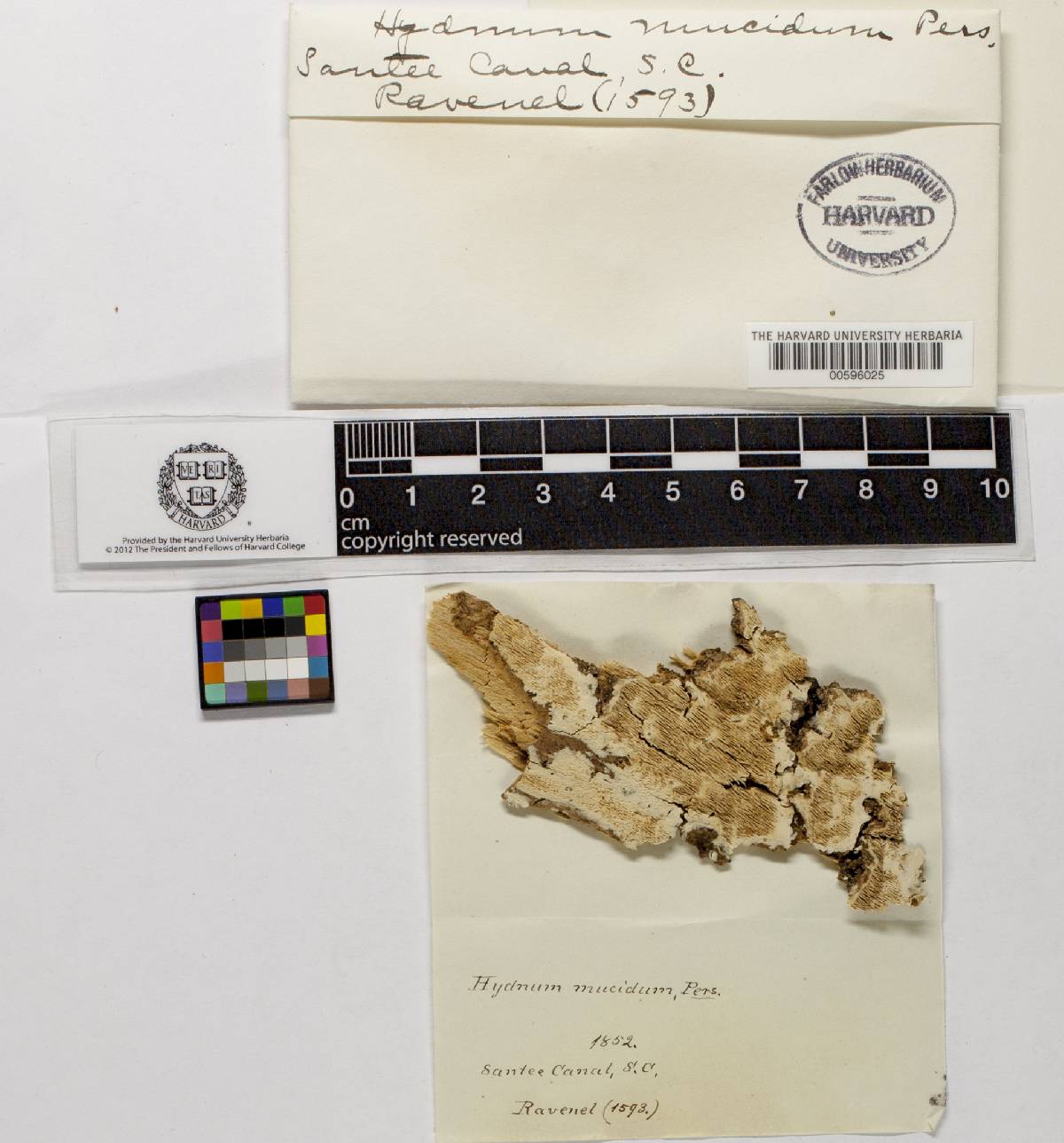 Cristinia image