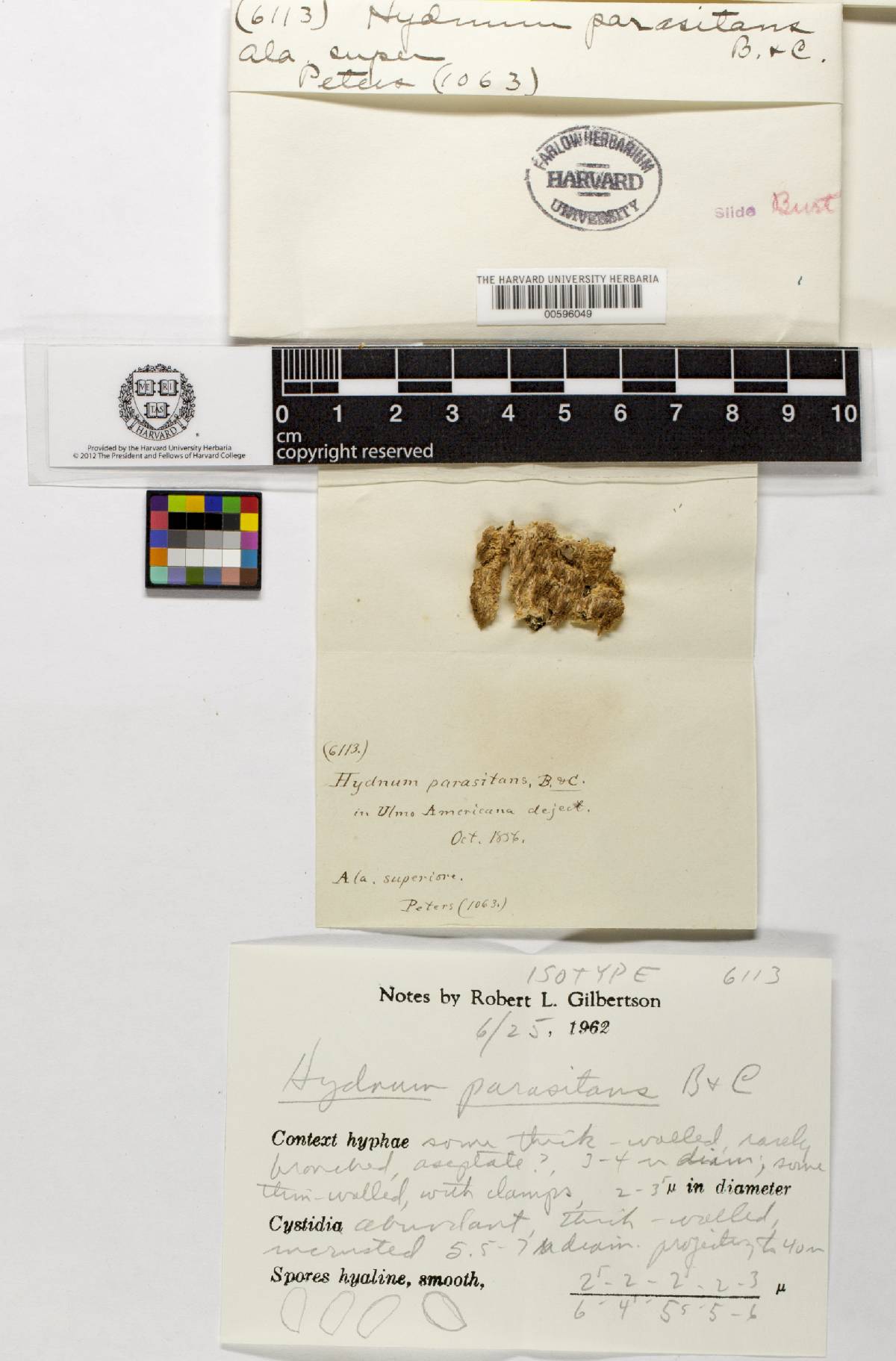 Hydnum parasitans image