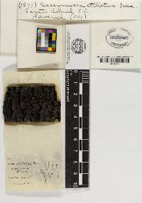 Dacrymyces stillatus image