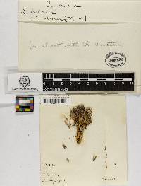 Clavulina coralloides image