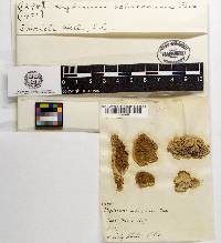 Steccherinum ochraceum image