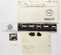 Punctularia strigosozonata image