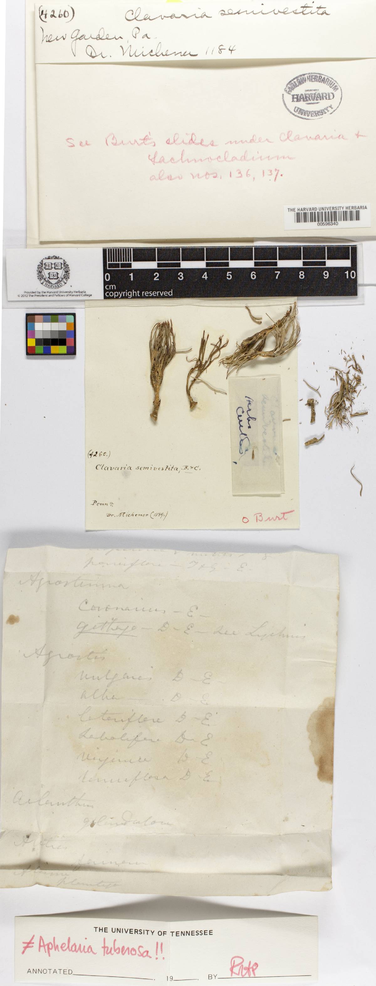 Lachnocladium image