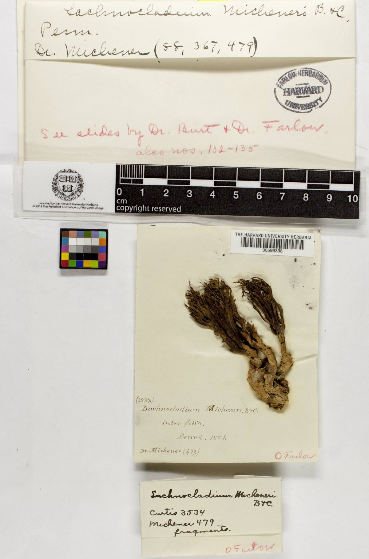 Lachnocladium image