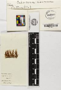 Calocera cornea image