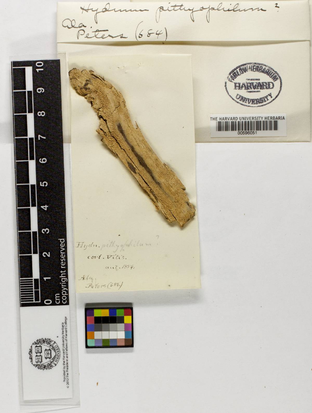 Hydnum pithyophilum image