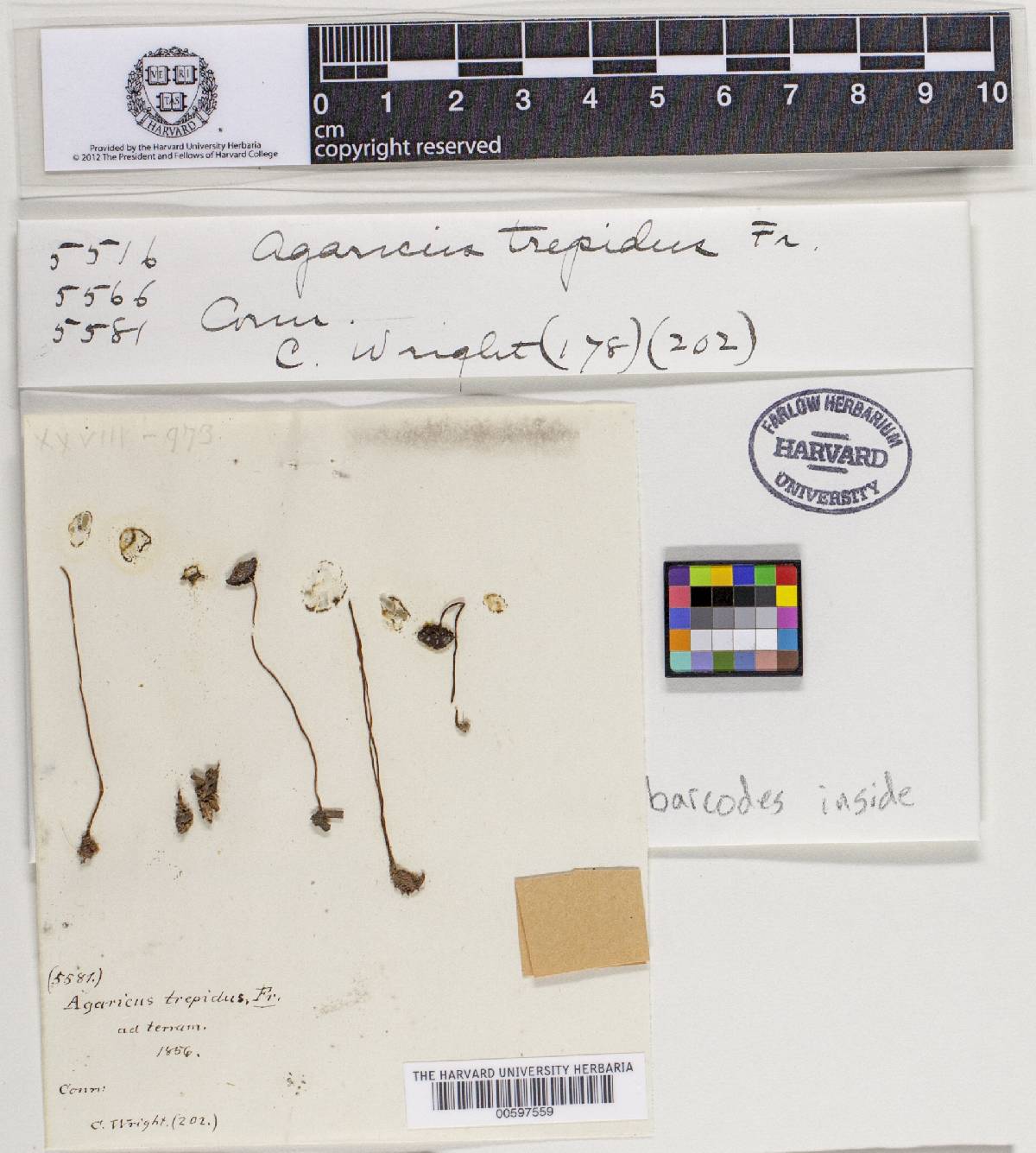 Psathyrella trepida image