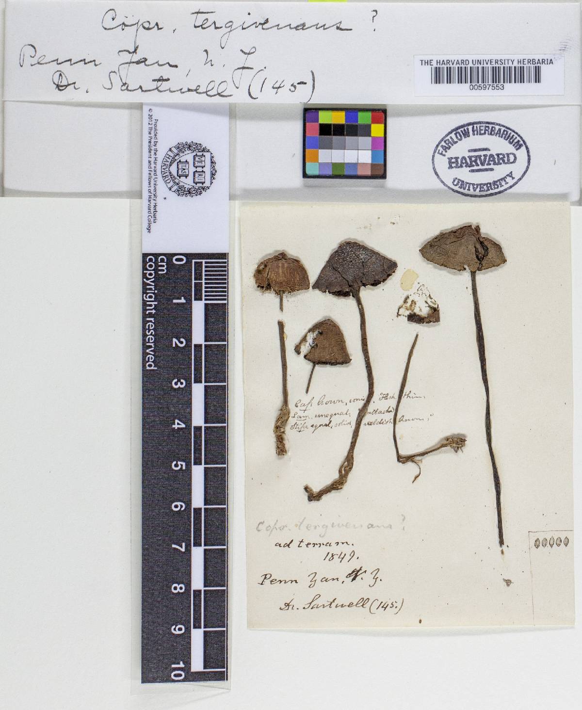 Agaricus tergiversans image