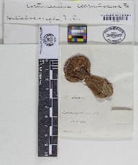 Cortinarius caerulescens image