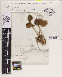 Marasmius plancus image