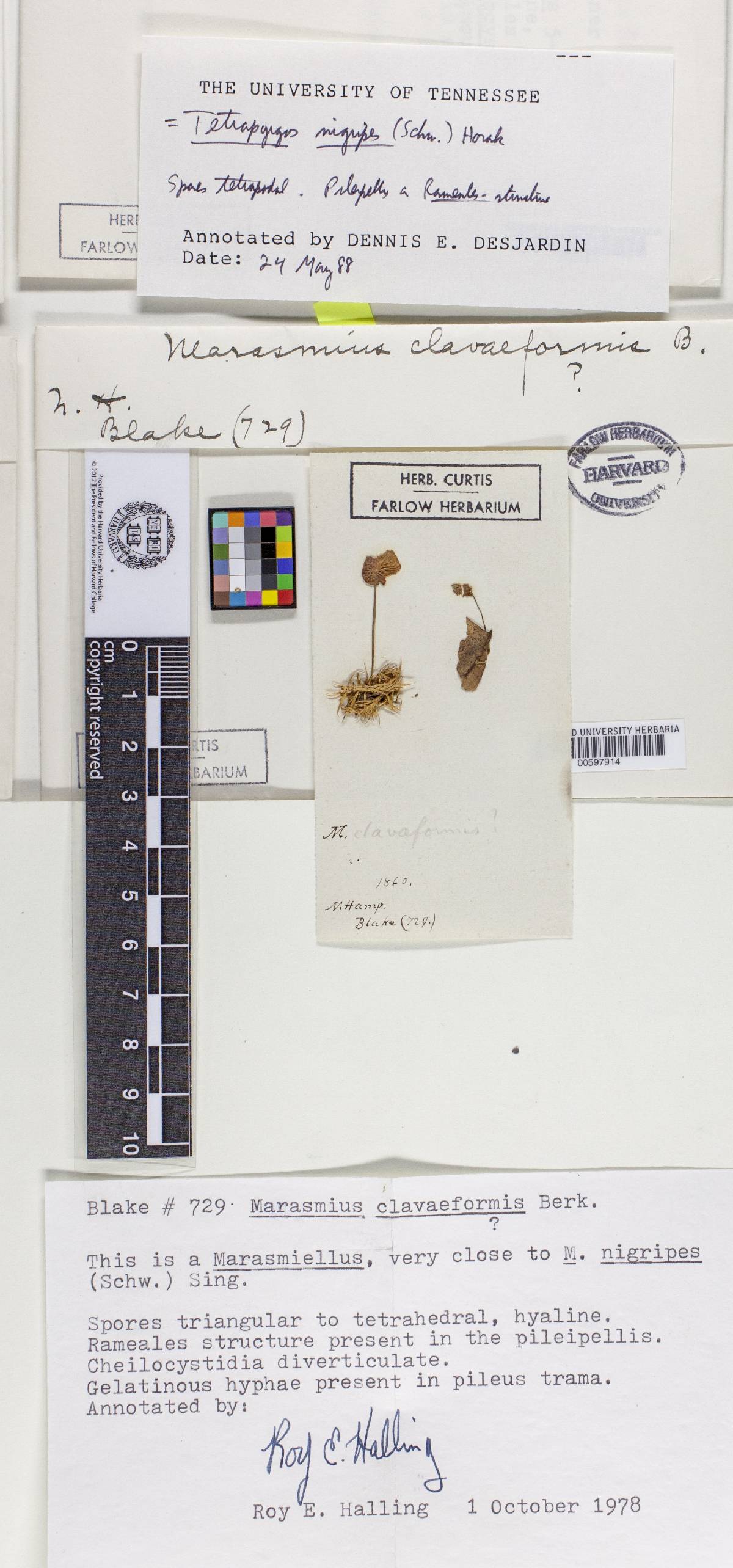Marasmius clavaeformis image