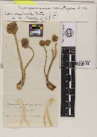 Marasmius velutipes image