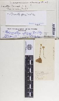 Marasmius opacus image