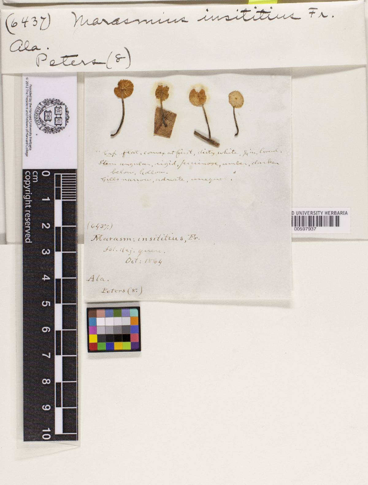 Marasmius insititius image