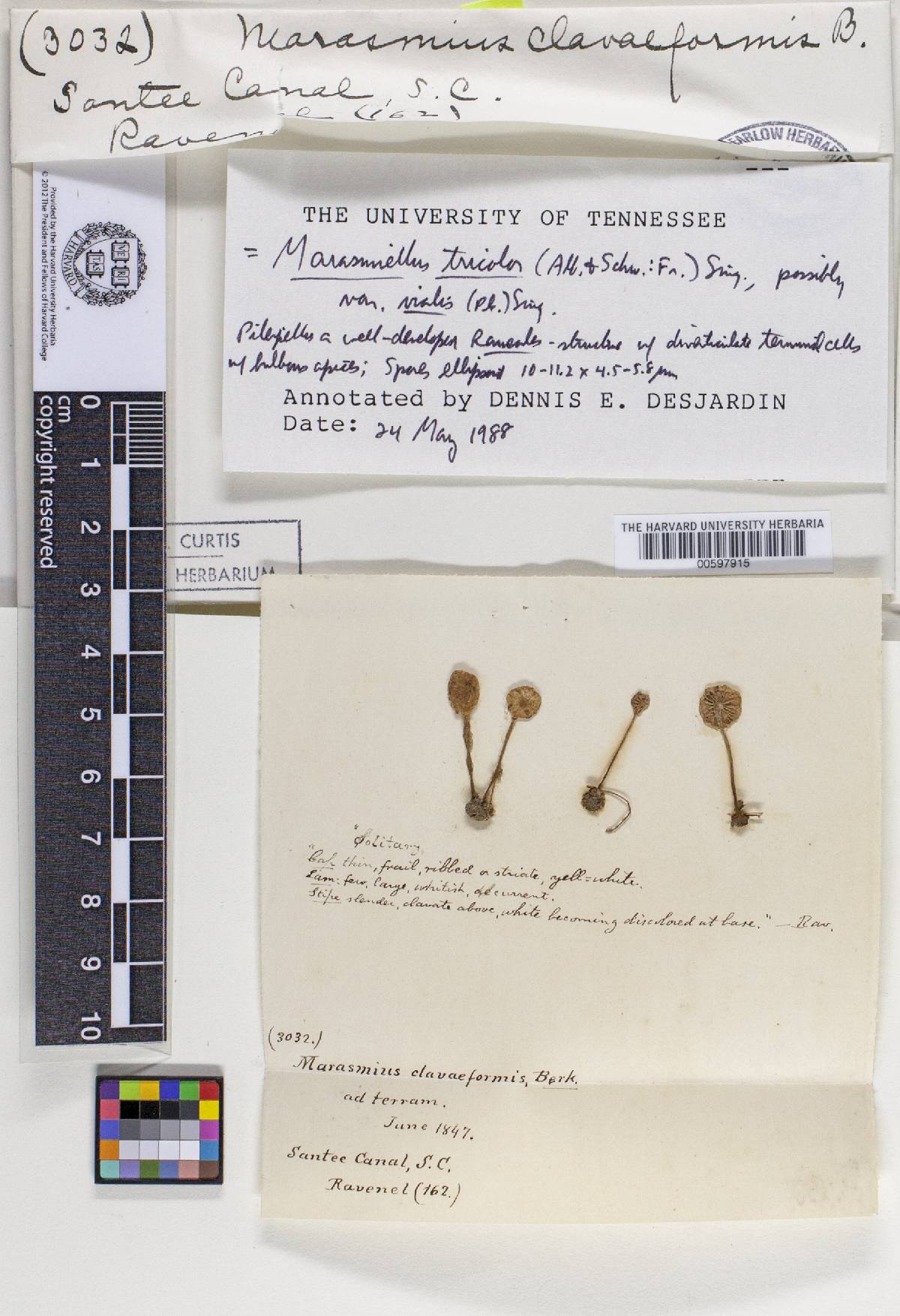 Marasmius clavaeformis image