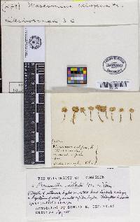 Marasmiellus vaillantii image