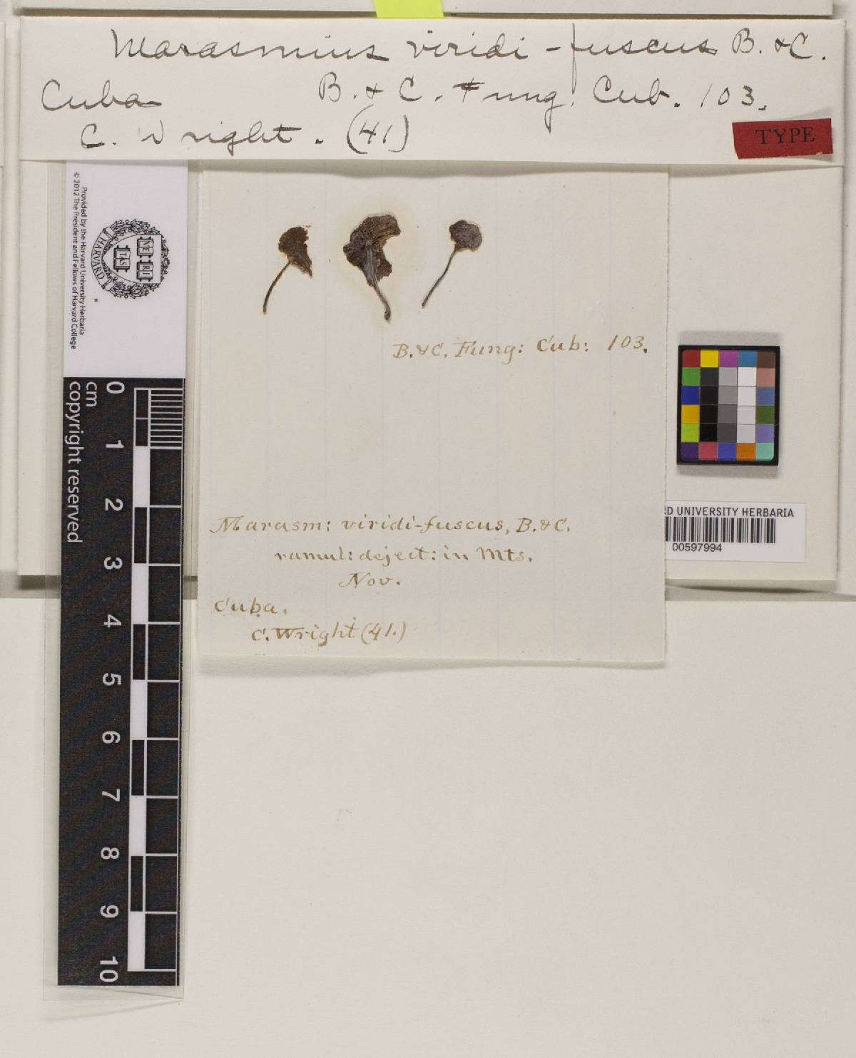 Marasmius viridifuscus image