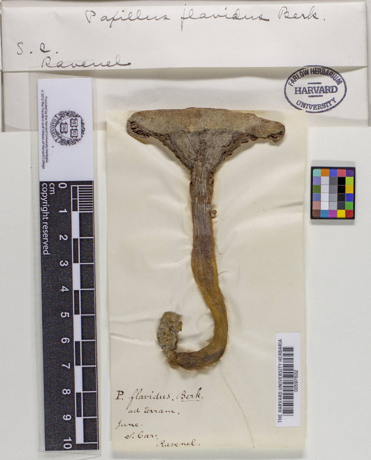 Paxillus flavidus image