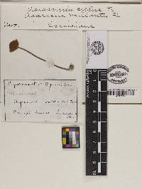 Marasmius siccus image