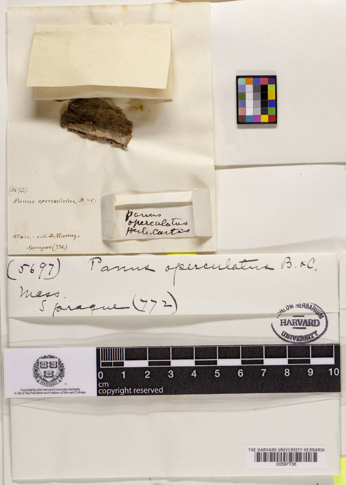 Panus operculatus image