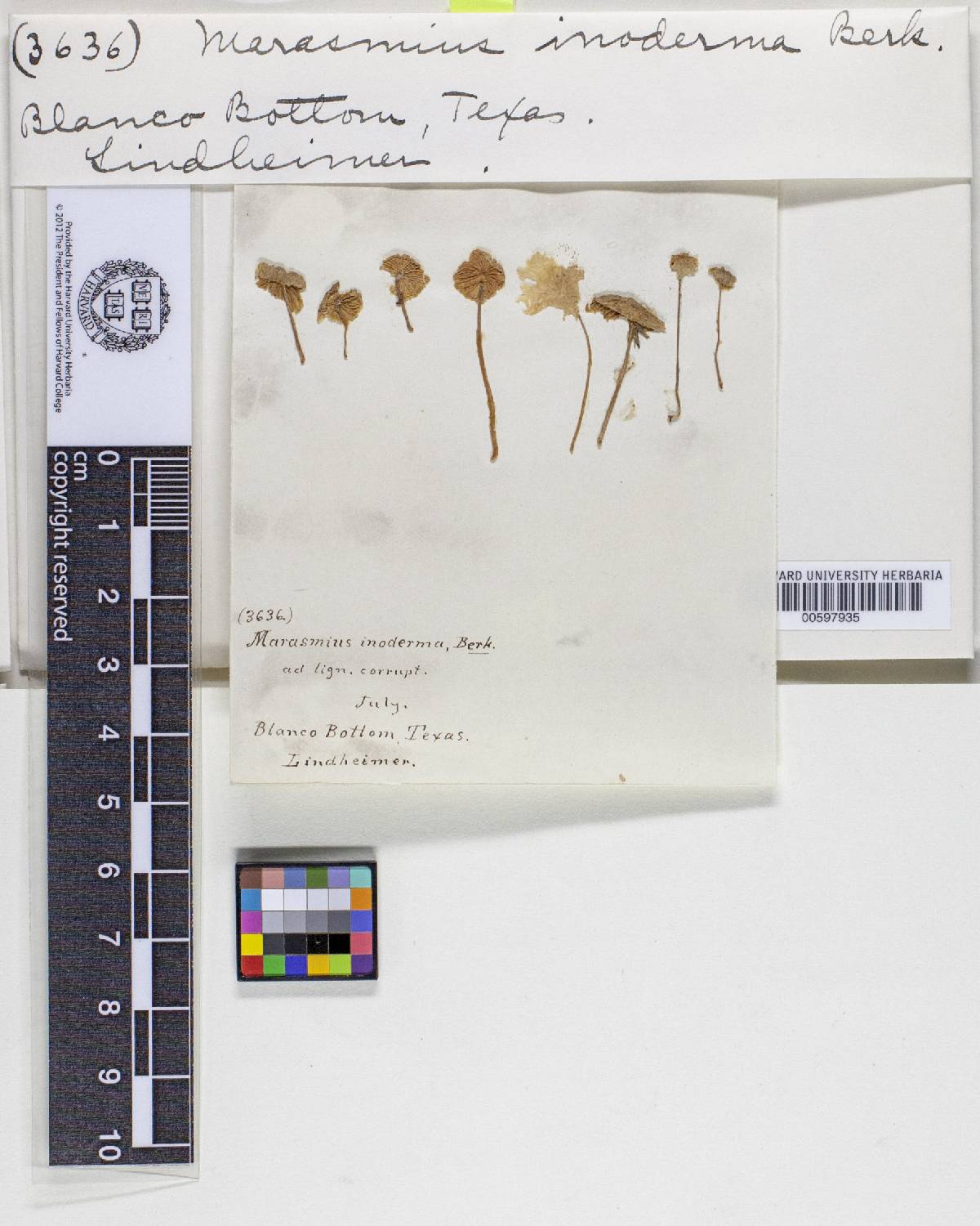 Marasmius inoderma image