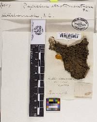 Tapinella atrotomentosa image