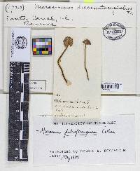 Marasmius haematocephalus image