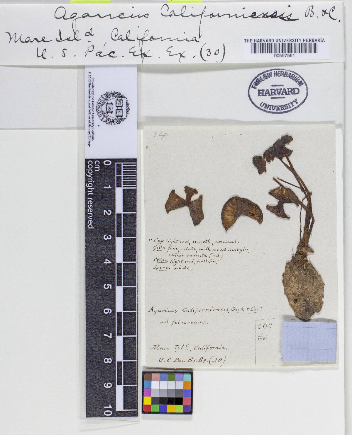 Agaricus californiensis image