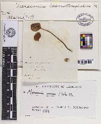 Marasmius haematocephalus image