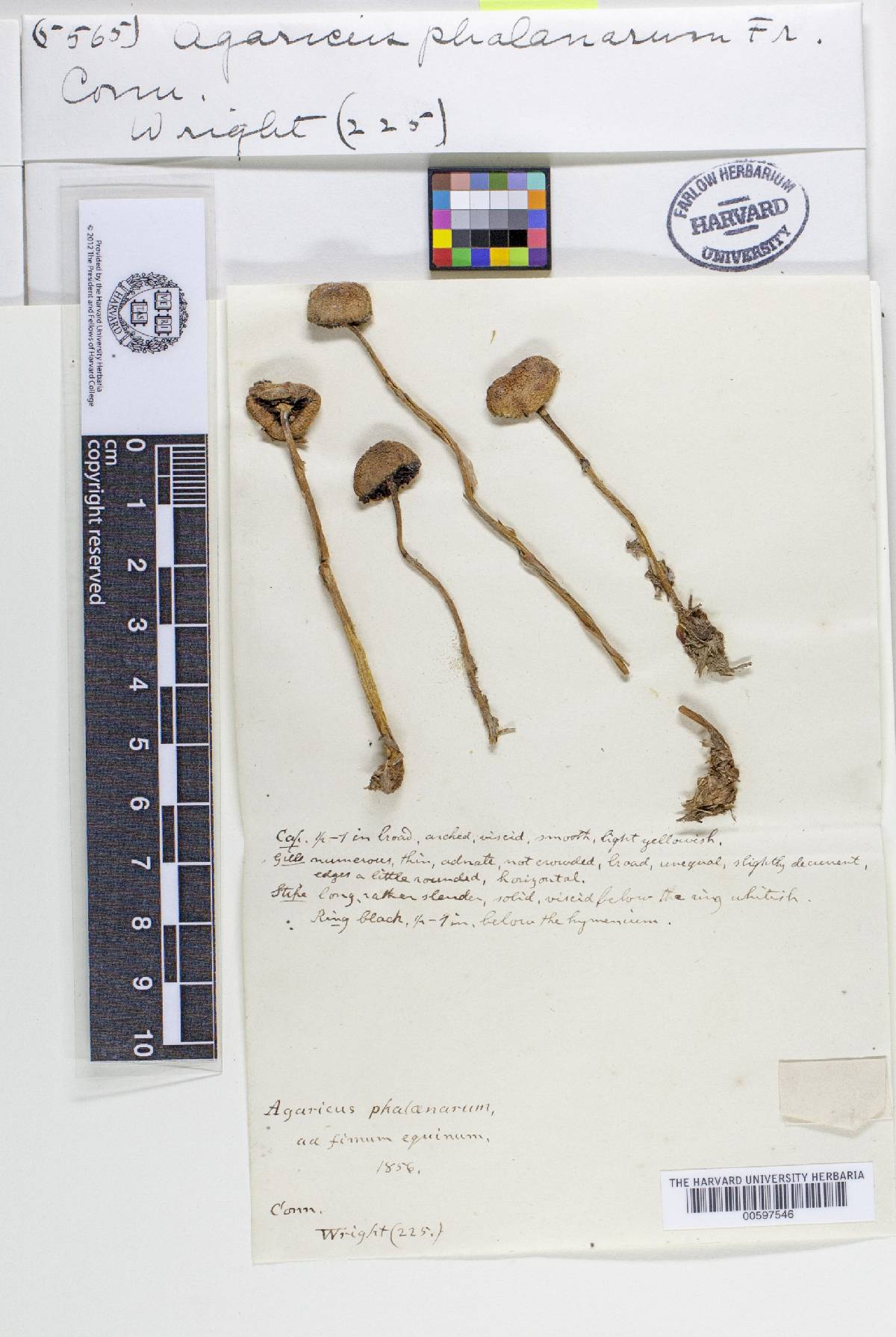 Panaeolus semiovatus var. phalaenarum image