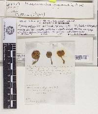 Marasmius juglandis image