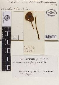 Marasmius haematocephalus image