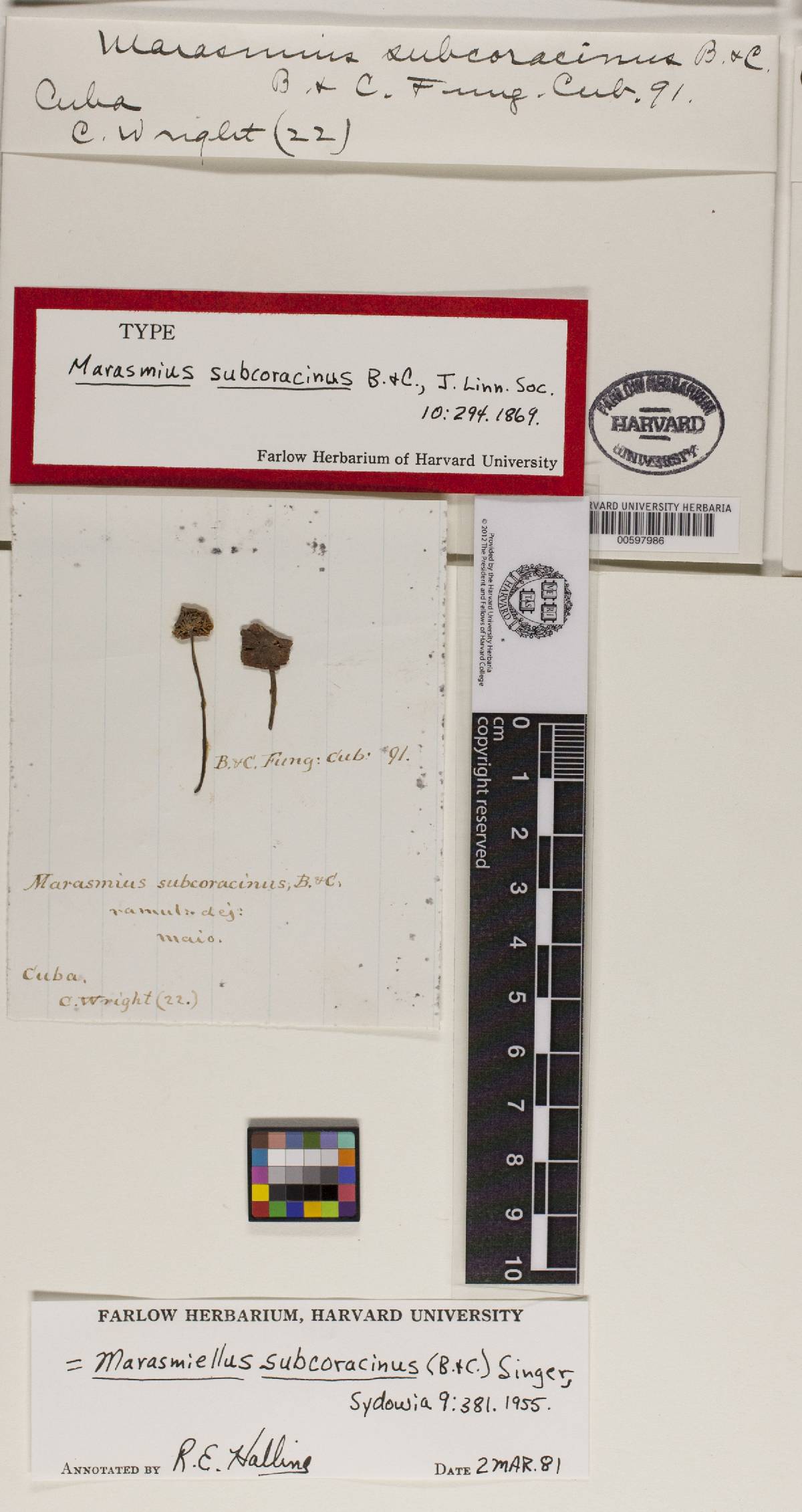 Marasmius subcoracinus image