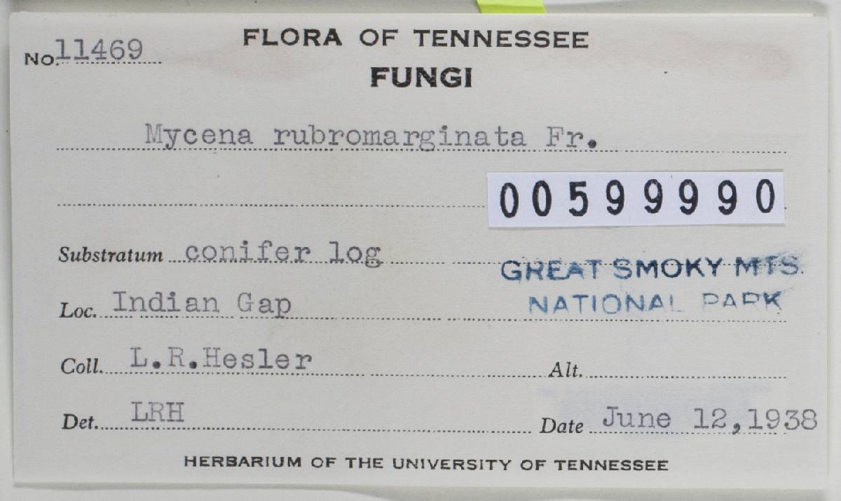 Mycena rubromarginata image
