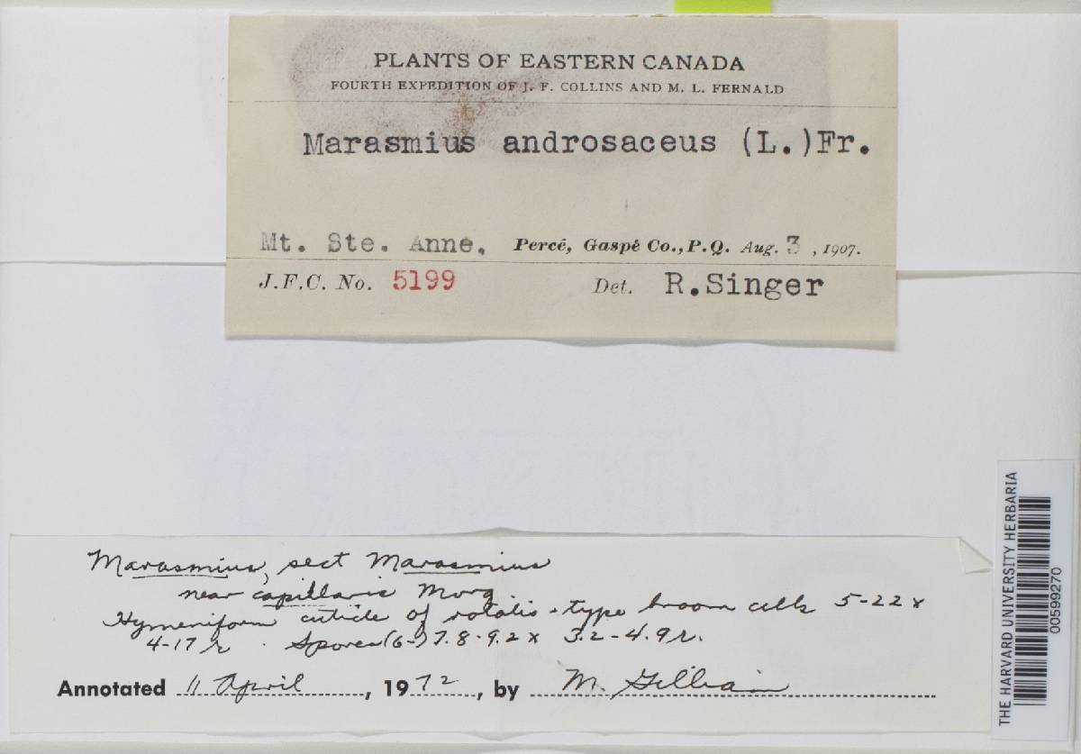 Marasmius caespitosus image