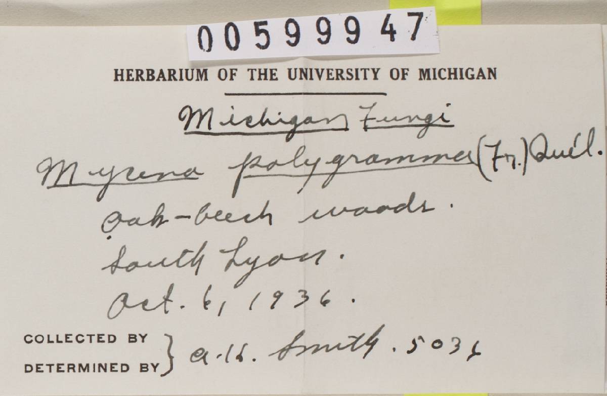 Mycena polygramma image