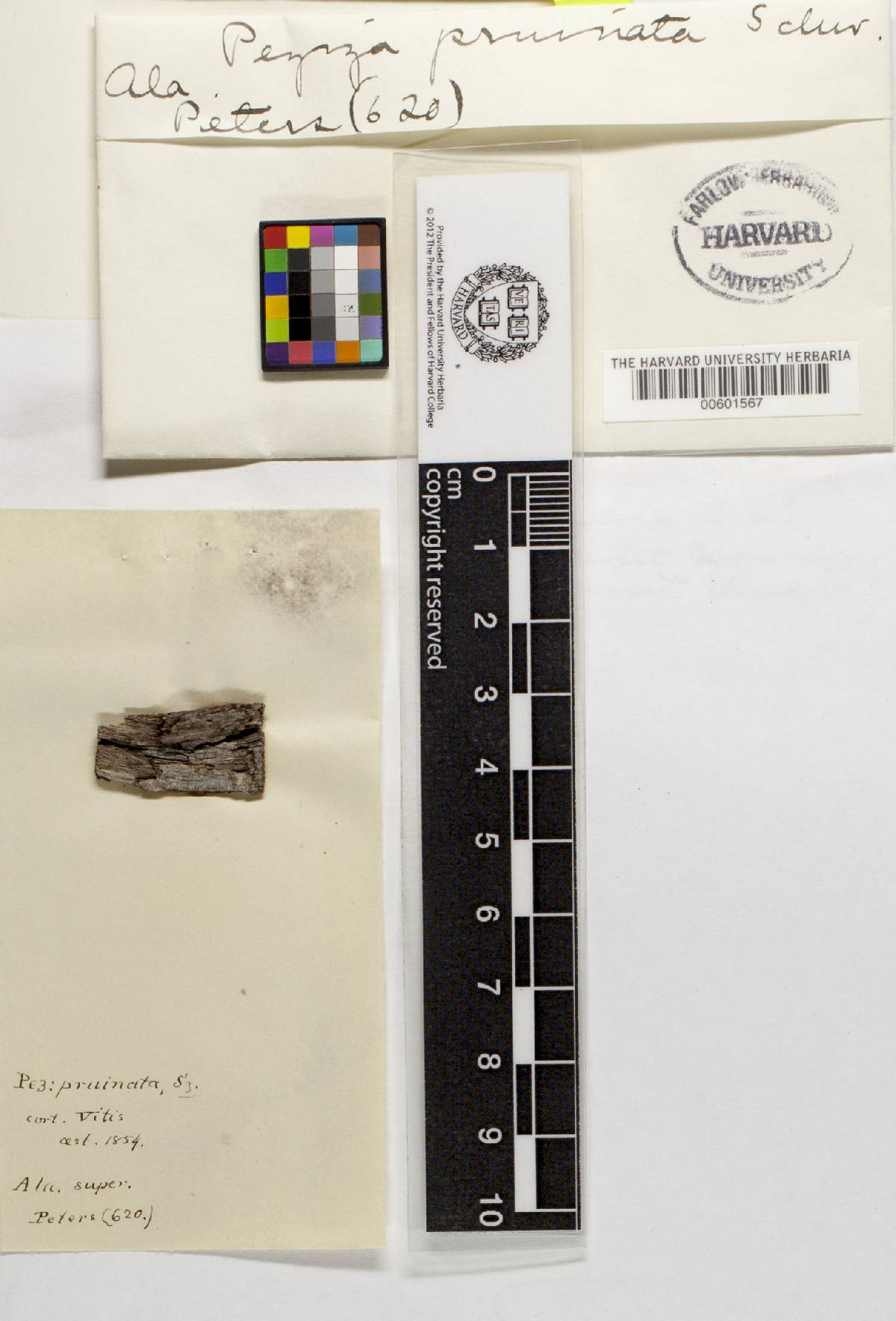 Peziza pruinata image