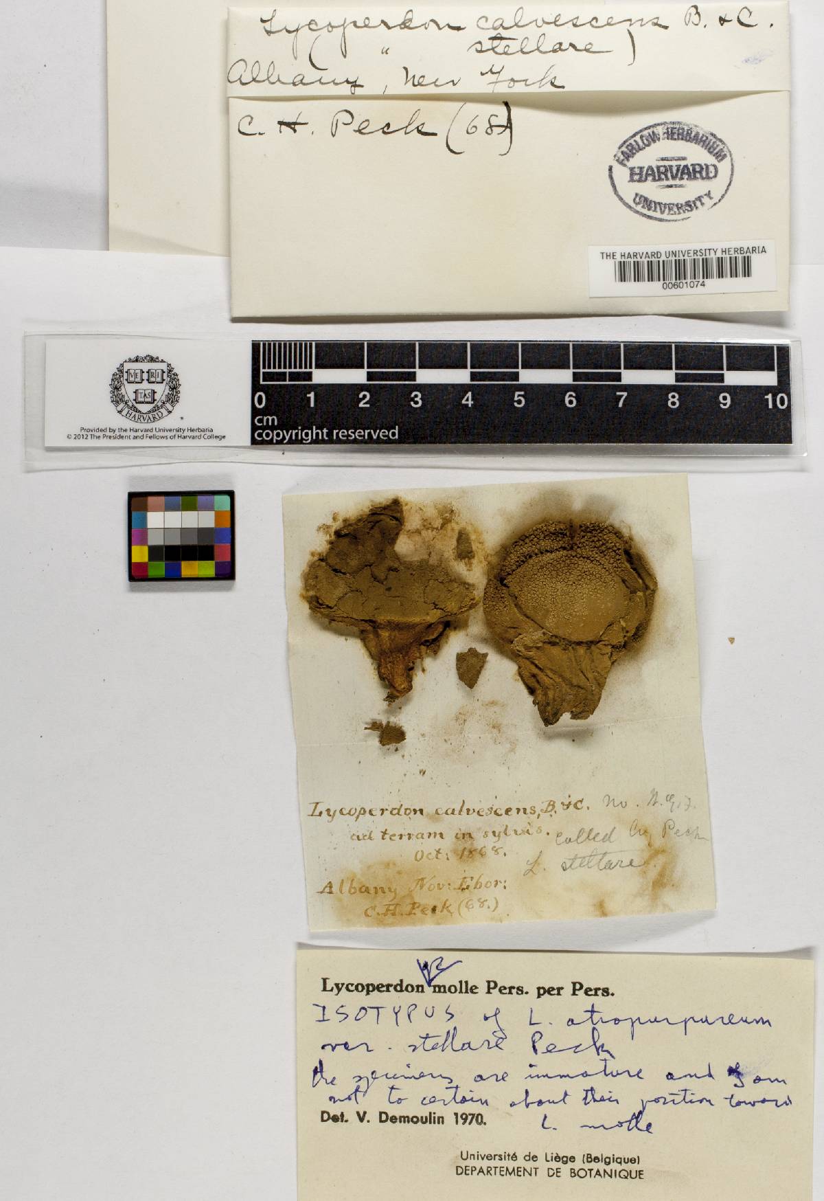 Lycoperdon calvescens image