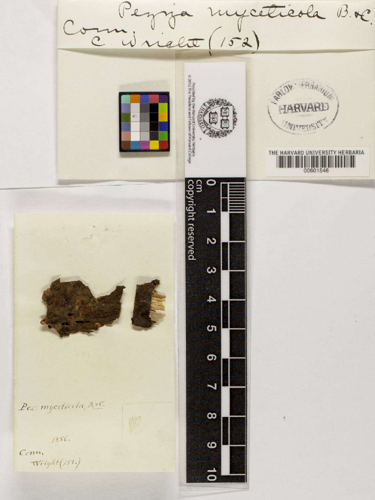 Peziza myceticola image