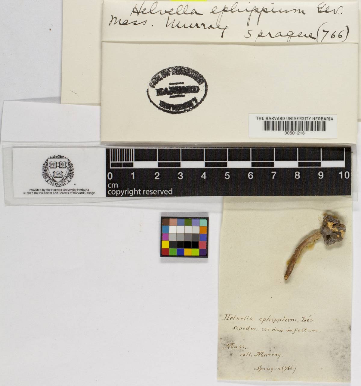 Helvella ephippium image