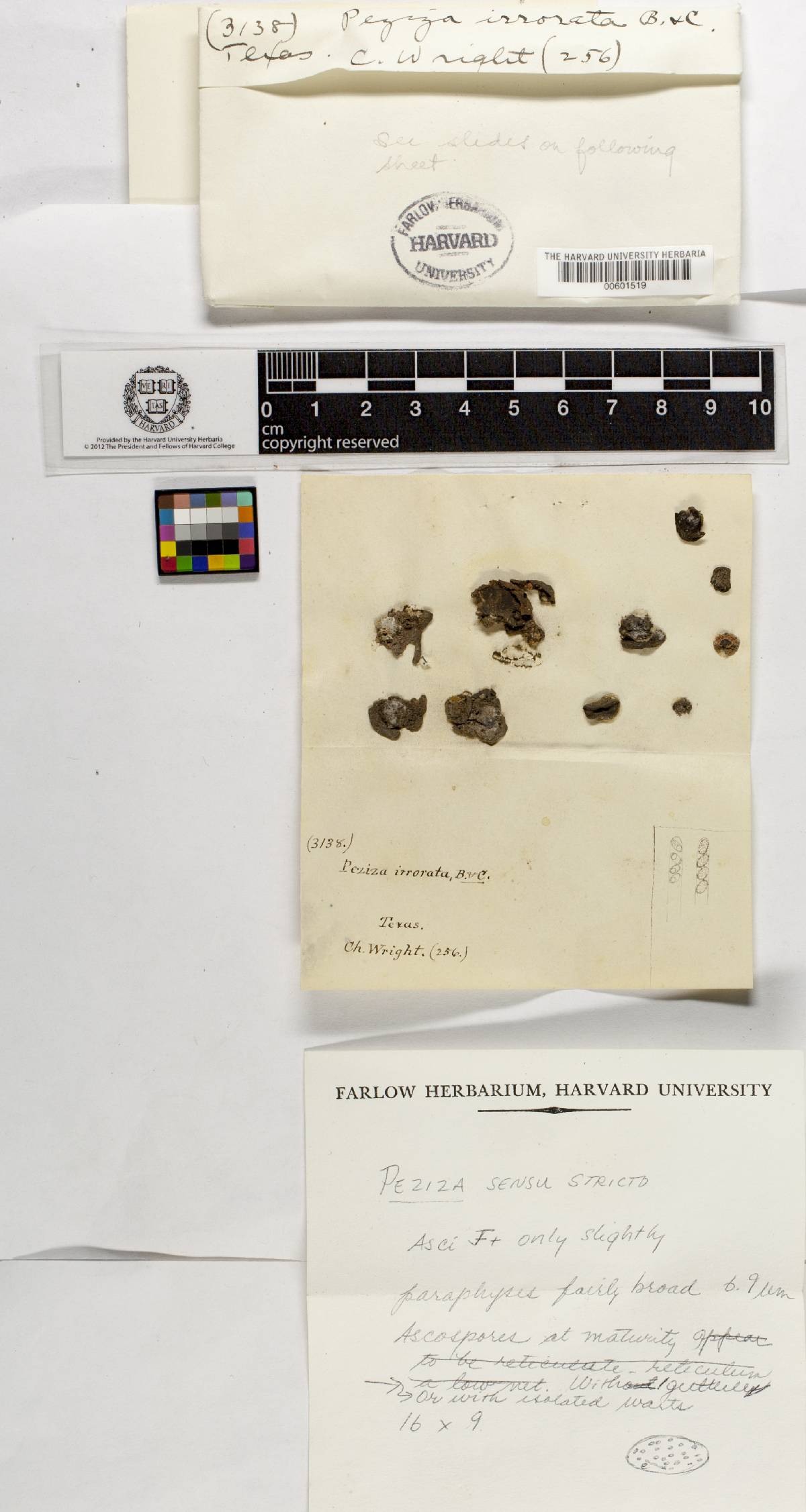Peziza irrorata image