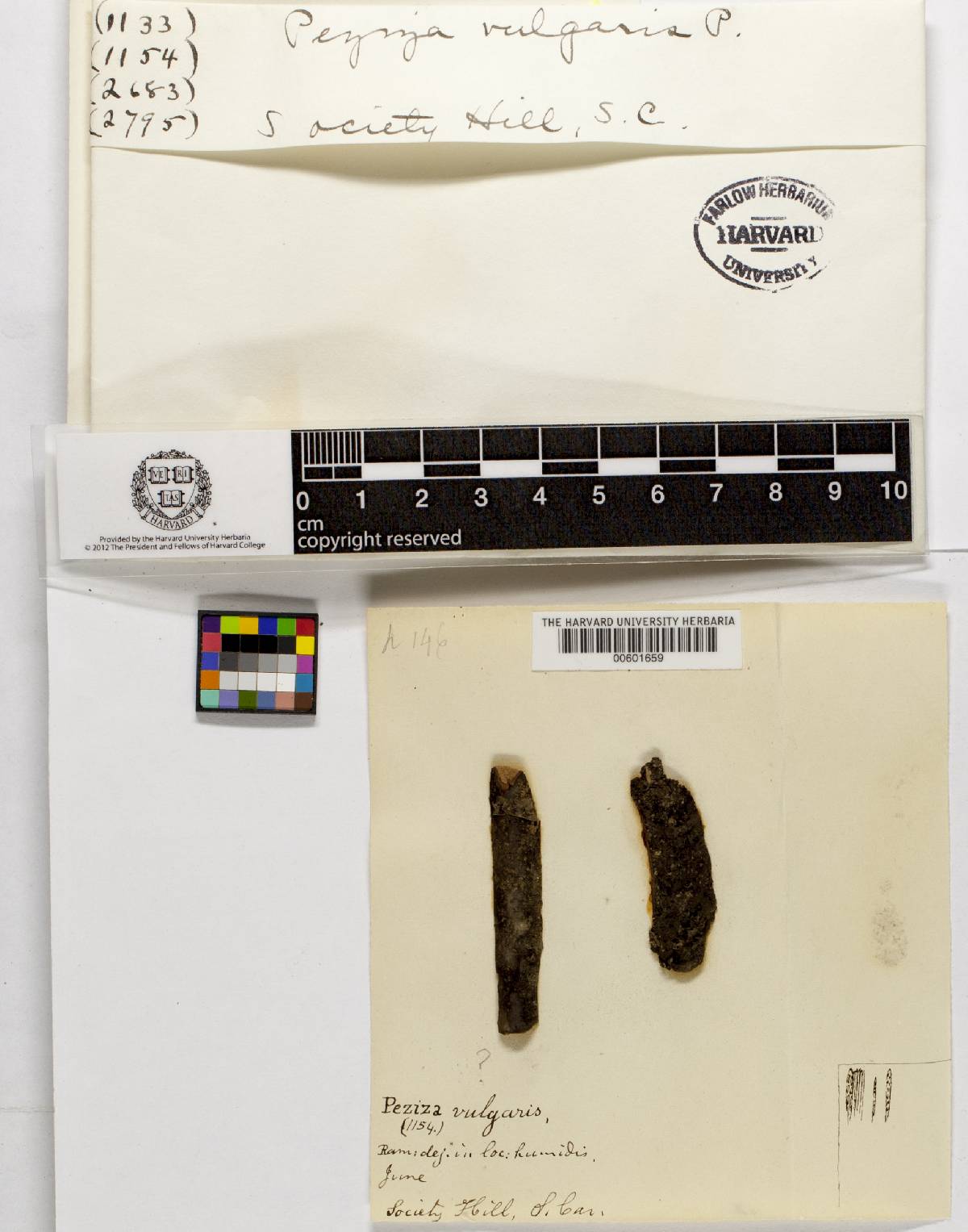 Pezizella vulgaris image