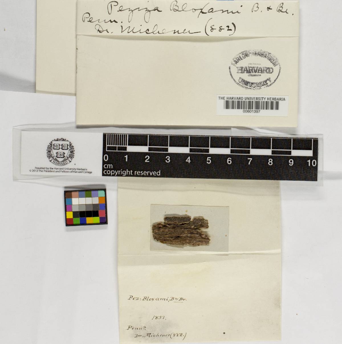 Peziza bloxamii image